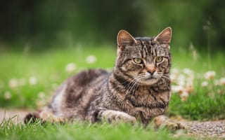 Картинка кошка, лето, кот, морда, взгляд, трава, поза, природа