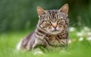 Картинка кошка, лето, взгляд, кот, трава, природа, поза, морда