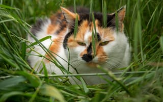 Картинка поле, кошка, трава, природа, морда, лето, взгляд, кот