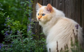 Картинка зелень, кошка, взгляд, лето, цветы, кот, морда, белый