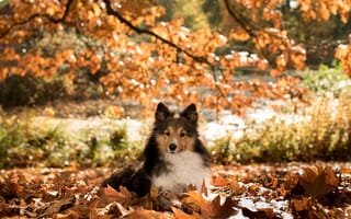 Картинка осень, собака, пёс, ветки, листва, шелти, природа, животное
