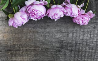 Картинка цветы, розовые, wood, flowers, pink, пионы, peonies