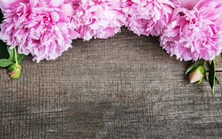 Картинка цветы, розовые, flowers, peonies, wood, pink, пионы