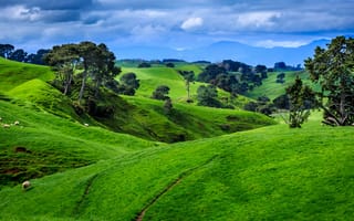 Картинка Новая Зеландия, деревья, поля, горы, пастбища, облака