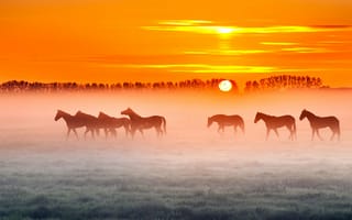Картинка лошади, деревья, забор, поле, оранжевое небо, туман, фермы, восход