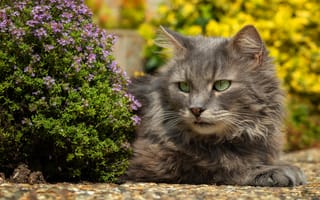 Картинка кошка, кот, природа, портрет, цветы