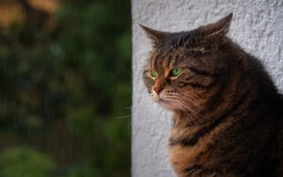 Картинка кошка, кот, портрет, природа, дождь