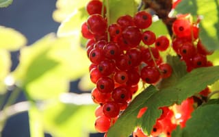 Картинка листья, макро, природа, кусты, красный, свет, ягоды, гроздь