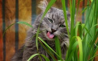 Картинка язык, кошка, морда, трава, пасутся, портрет, кот