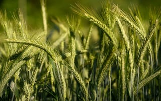 Картинка поле, лето, свет, колосья, колоски, рожь, хлеб, зеленый