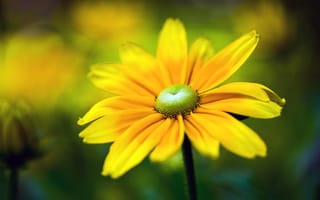 Картинка цветок, жёлтый, боке