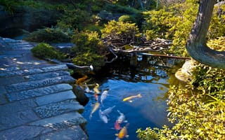 Картинка Japanese garden, Япония, дорожка, разноцветная, кусты, пруд, рыба, сад, Nagasaki, камни