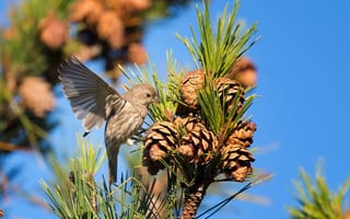 Картинка птица, ветка, хвоя, шишки