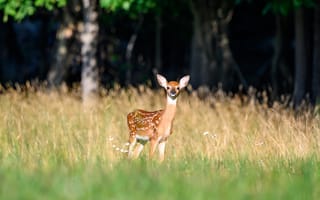 Картинка поле, лес, деревья, лето, природа, взгляд, трава, свет
