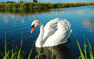 Картинка swan, river, landscape, lake