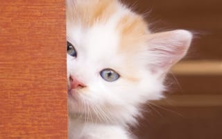 Картинка котёнок, малыш, мордочка, взгляд, голубые глаза