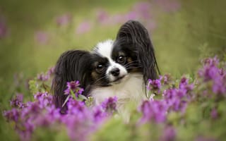 Картинка собака, цветы, взгляд