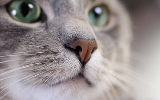 Картинка кот, размытость, серебристо, изумрудный, серый, cat, мордочка, боке, окрас, взгляд, усы, котяра