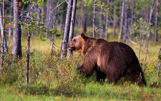 Картинка зелень, лес, свет, взгляд, ветки, деревья, природа, трава