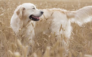 Картинка золотистый ретривер, голден ретривер, собака, поле, колосья