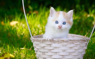 Обои котёнок, голубые глаза, малыш, корзина, взгляд