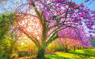 Картинка Парк, деревья, солнце, трава, цветы