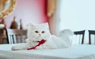 Картинка персидская кошка, пушистый, взгляд, кот, галстук, на столе, перс
