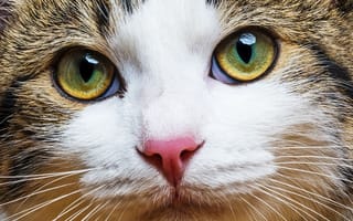 Картинка кот, трехцветный, окрас, котяра, усы, счастливый, красавчик, cat, мордочка, боке, взгляд, размытость