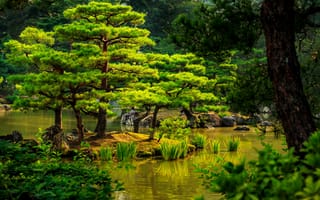 Картинка Япония, зелень, камни, деревья, кусты, пруд, камыши, Kyoto, сад