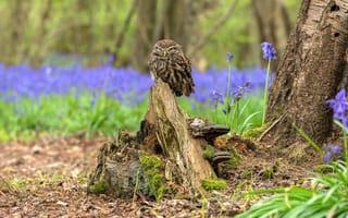 Картинка зелень, лес, взгляд, цветы, поза, деревья, трава, природа