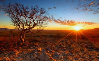 Обои закат, дерево, Африка, Намибия