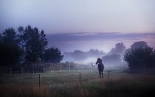 Картинка кони, утро, туман, поле