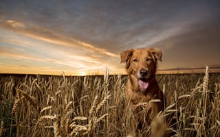 Картинка собака, друг, природа, golden retriever, взгляд