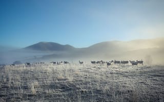 Картинка овцы, утро, туман, природа