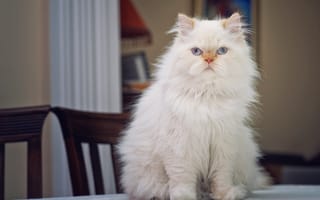 Картинка персидская кошка, пушистая, взгляд, портрет, на столе