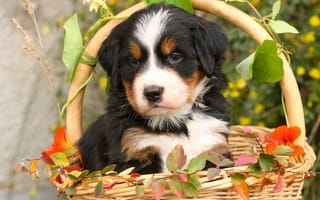 Картинка Бернский зенненхунд, щенок, бернская овчарка, листья, собака, корзина