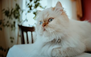 Обои персидская кошка, кошка, кот, перс, пушистая