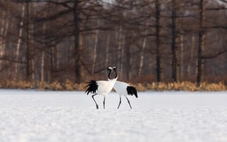 Картинка зима, лес, природа, поза, снег, птица, деревья, ветки