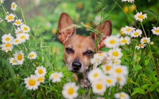 Картинка собака, ромашки, мордашка, цветы