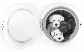 Картинка собаки, стиральная машина, чёрно-белая, монохром, троица, трио, щенки