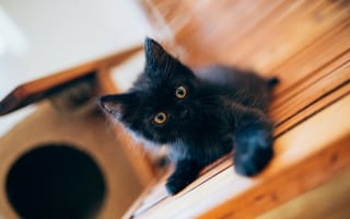 Картинка чёрный котёнок, чёрный, котёнок, малыш
