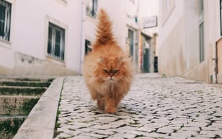 Картинка кошка, улица, взгляд, хвост, морда