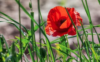 Картинка зелень, лето, красный, цветы, свет, листья, трава