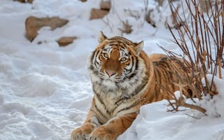 Картинка зима, взгляд, снег, тигр, лапы, камни, ветки, морда