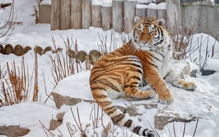 Картинка зима, взгляд, морда, ветки, снег, камни, поза, тигр