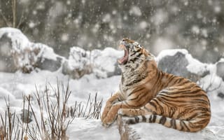 Картинка зима, морда, тигр, лапы, ветки, камни, поза