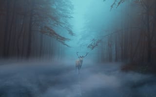 Картинка дорога, осень, сумерки, туман, утро, олень, лес