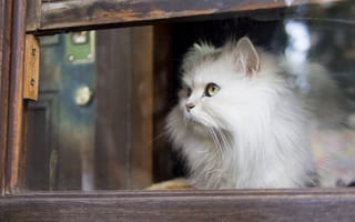 Картинка белая кошка, кошка, пушистая, окно, взгляд