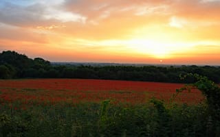 Картинка поле, закат, цветы, маковое поле, маки