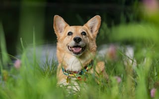 Картинка Вельш-корги, настроение, собака, морда, трава